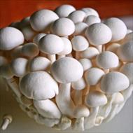 طرح کارآفرینی اختصاصی پرورش قارچ خوراکی